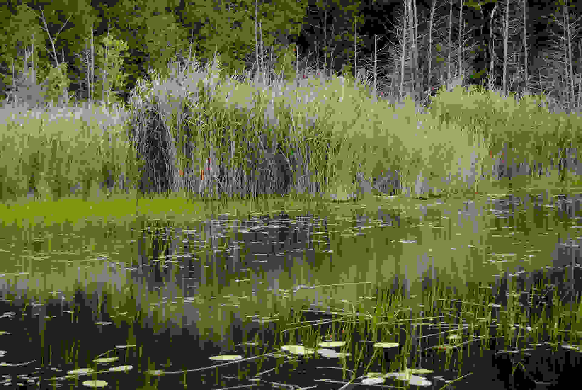 EYE SIPPED THE WATER @ A SWAMP IN THE TAUNTON RIVER WETLANDS